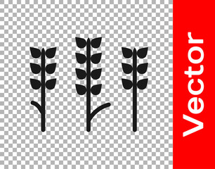 Black Cereals set with rice, wheat, corn, oats, rye, barley icon isolated on transparent background. Ears of wheat bread symbols.  Vector.