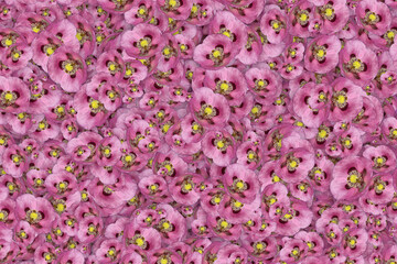 Obraz premium Floral background of a mass of pale pink oriental poppy flowers