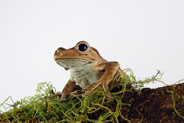 eared tree frog on moss with white background, Polypedates otilophus, animal closeup