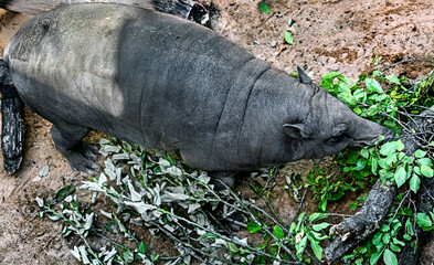 Obraz premium Malayan tapir eating leaves. Also known as asiatic tapir or oriental tapir. Latin name - Tapirus indicus