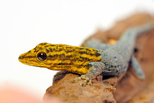 Painted Dwarf Gecko // Gelbkopf Zwerggecko  (Lygodactylus picturatus)