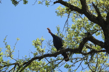 Wild turkey perched in a tree, in the Lopez Lake area, San Luis Obispo County, California.