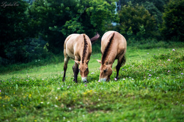 horse in the meadow