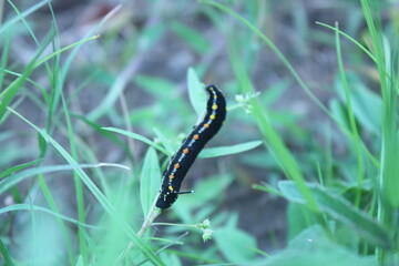 Caterpillar on a branch