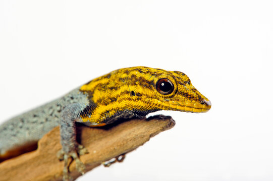 Gelbkopf Zwerggecko // Painted Dwarf Gecko (Lygodactylus picturatus)