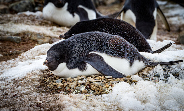 Adele penguin sits on eggs in a stone nest in a colony