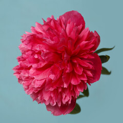 Bright pink peony flower isolated on turquoise background.