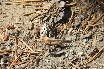 A Carolina grasshopper camouflaged by the surroundings, who's colors match the ground. Sierra Nevada Mountains, California.
