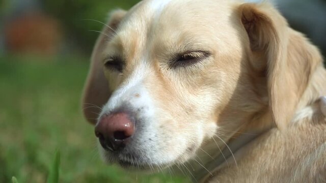 Detailed close up of a mongrel mutt dog looking like a labrador retriever mixed-breed dog laying down in a grass field in the sunshine.
