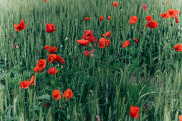 Obraz premium rote Mohnblumen im Feld