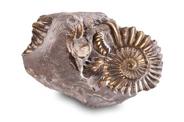 Fossilized snail in the stone, ammonite