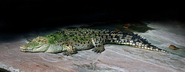 Saltwater crocodile on the ground. Latin name - Crocodylus porosus