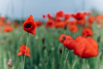 Naklejka premium rote Mohnblumen im Feld