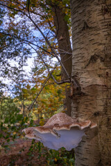  Birch bracket fungus, birch polypore, late autumn