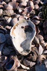 Shell Closeup on a Seashell Background on Cummings Park Beach in Stamford Connecticut