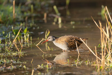  Water rail,  Rallus aquaticus, searching for food along the edge of a pond, mid winter