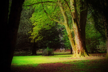 Autumn Tree Westonbirt Arboretum Cotwolds Tetbury Gloucestershire England