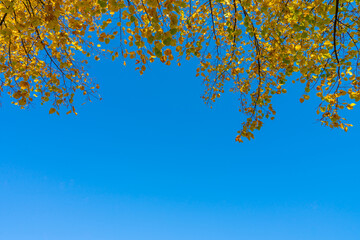 Autumn yellow maple leaves in the blue sky 