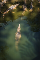 Freshwater crocodile swimming in murky water in tropical north queensland