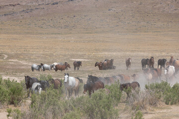 Herd of Wild Horses in Spring in the Utah Desert