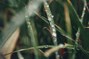 Raindrops and dew on the leaves. Macro photography.