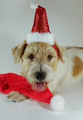 cute fluffy dog Jack Russell Terrier in Santa hat. Happy Christmas greeting card. Christmas background with funny animals in costumes.