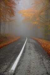 Mysterious colorful autumn. Foggy forest with road.