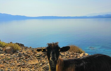Goats around Balos beach (Kissamos) on Crete Island, Greece.