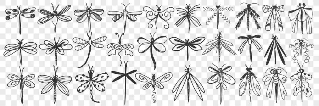Dragonfly doodle set. Collection of hand drawn various dragonfly with elegant wings with different patterns flying isolated on transparent background. Illustration of beautiful insect 