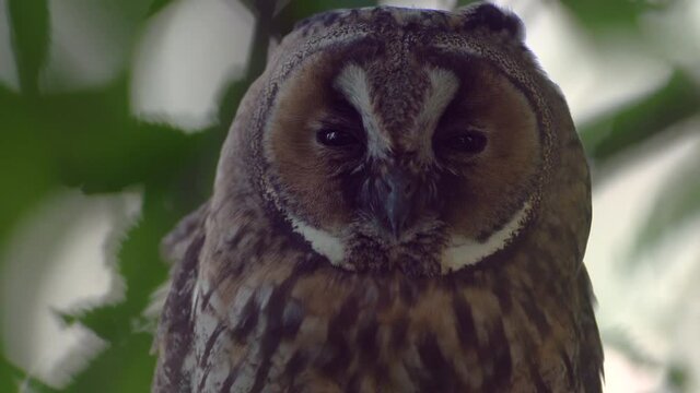 Close up detail of long eared owl (Asio otus) sitting and falling asleep on dense branch deep in crown. Wildlife tranquil head portrait footage of bird in natural habitat background