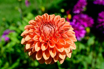 Close up of one beautiful large vivid orange dahlia flower in full bloom on blurred green...