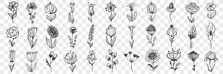 Flowers doodle set. Collection of hand drawn beautiful flowers with stem, bud and leaves for decoration isolated on transparent background. Illustration of nature blossom and bloom various types 