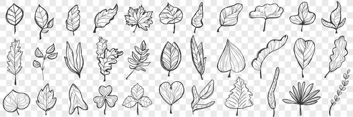 Leaves doodle set. Collection of hand drawn beautiful fallen leaves of different shapes and forms isolated on transparent background. Illustration of nature plant and trees leaves variation 