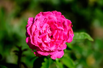 One vivid pink magenta rose and blurred green leaves in a garden in a sunny summer day, beautiful outdoor floral background photographed with soft focus.