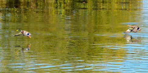 landing approach of two wild ducks on a pond