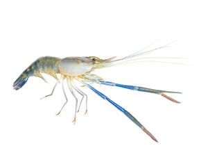 Fresh prawns, river prawns that live in freshwater, natural tropics, river prawns that live in freshwater, natural (Macrobrachium rosenbergii) Top view. isolated on white background. Clipping path.