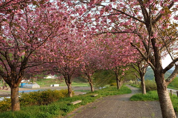 Naklejka premium 公園の満開の桜
