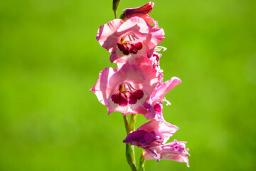 Close up of many delicate vivid pink Gladiolus flowers in full bloom in a garden in a sunny summer day.