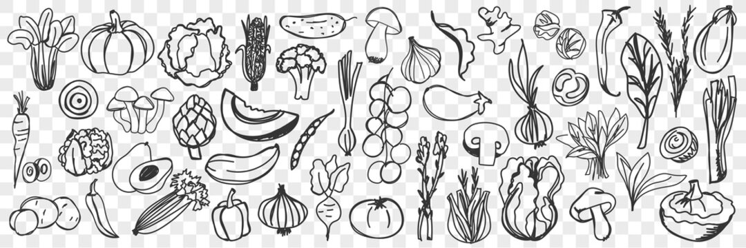 Vegetables doodle set. Collection of hand drawn fresh seasonal healthy ingredients vegetables isolated on transparent background. Illustration of carrot onion pepper avocado potato mushroom eggplant