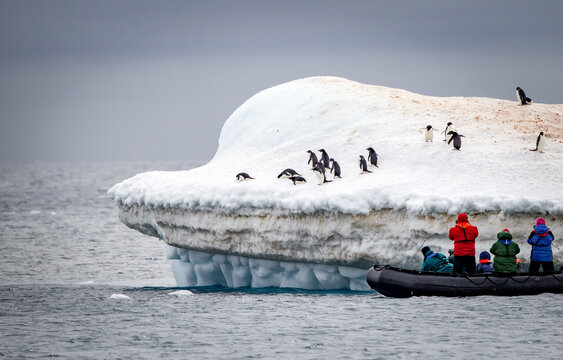 Photographers take pictures of adele penguins on floating iceberg