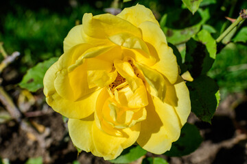 Close up on one delicate fresh vivid yellow rose and green leaves in a garden in a sunny summer day, beautiful outdoor floral background photographed with soft focus.