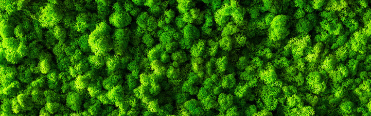 decorative moss for interior decoration. design moss elements background close up