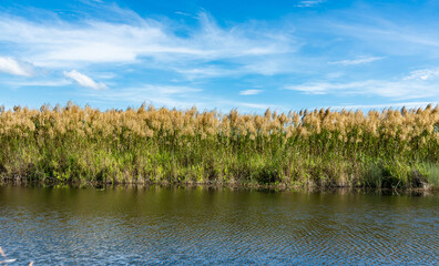 The perfection of nature, water, grass and blue sky.selection focus.