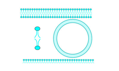 Phospholipid bilayer [Cell membrane]