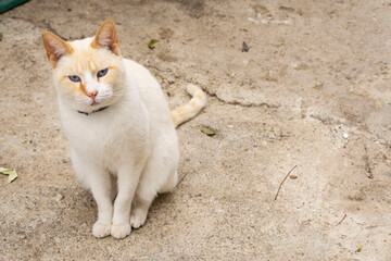 siamese red point cat outdoors