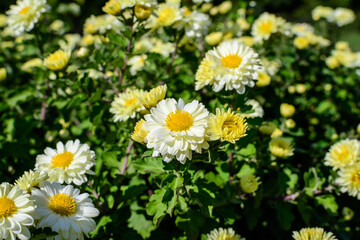 Many vivid yellow and white Chrysanthemum x morifolium flowers and small green blooms in a garden in a sunny autumn day, beautiful colorful outdoor background photographed with soft focus.
