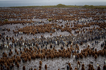 Thousands of king penguin families line the shore of Salisbury Plains in South Georgia