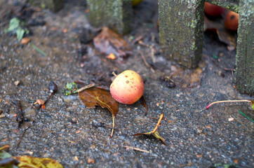 Photo of small apple on asphalt