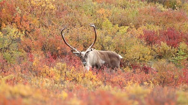 Caribou in tundra, autumn color, fall color, male, bull, antler taken in Denali National Park Alaska