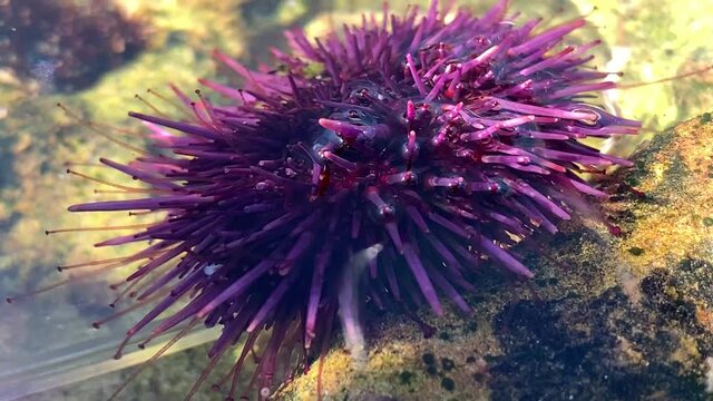Close up footage of a purple sea urchin moving around with tiny tube like feet in an ocean tidepool habitat. 4K video.
